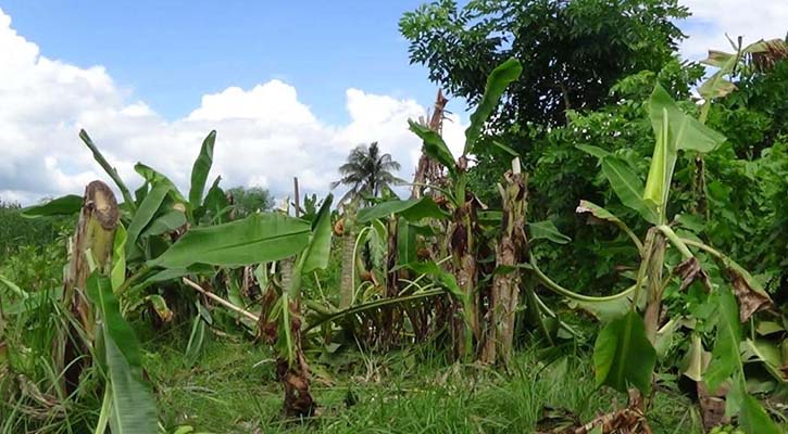 কৃষকের ১০ লাখ টাকার গাছ কাটল দুর্বৃত্তরা